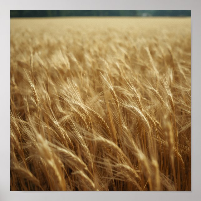 Póster Golden Wheat Fields (Frente)