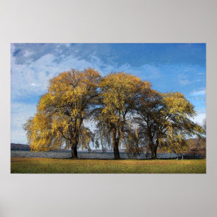Póster Golden Willows