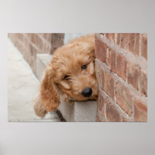 Póster Goldendoodle cachorro picado