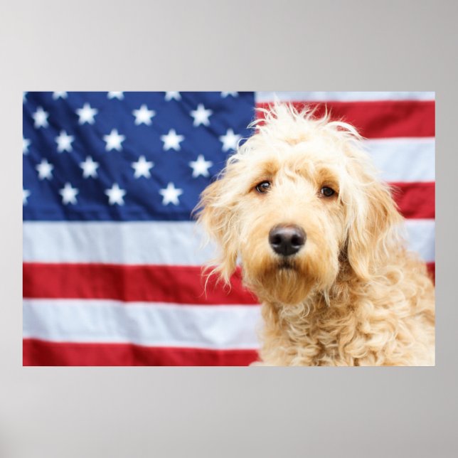 Póster Goldendoodle con bandera estadounidense (Frente)