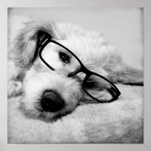 Póster Goldendoodle Con Gafas