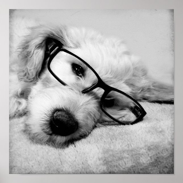 Póster Goldendoodle Con Gafas (Frente)