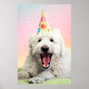 Póster Goldendoodle Con Gorra Fiesta