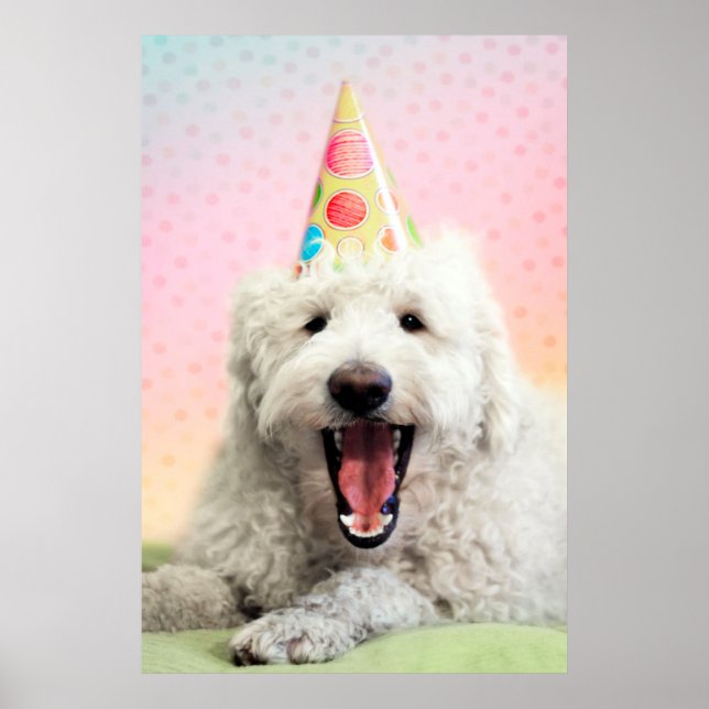 Póster Goldendoodle Con Gorra Fiesta (Frente)