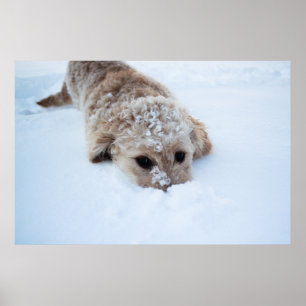 Póster Goldendoodle Con Nariz En Nieve