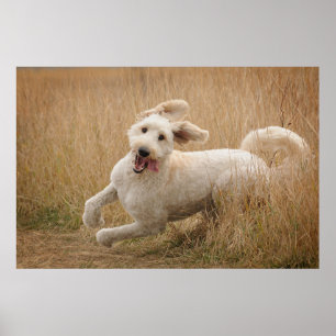 Póster Goldendoodle corre por la hierba