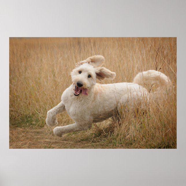 Póster Goldendoodle corre por la hierba (Frente)