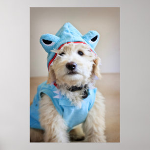 Póster Goldendoodle En Traje De Tiburón