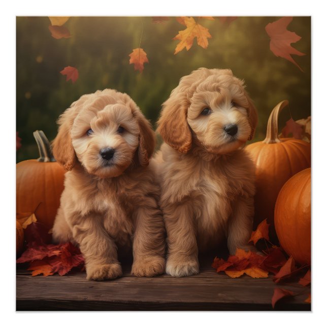 Póster Goldendoodle Puppy Autumn Delight Pumpkin (Anverso)