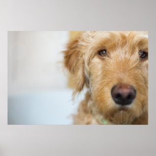 Póster Goldendoodle Puppy Closeup