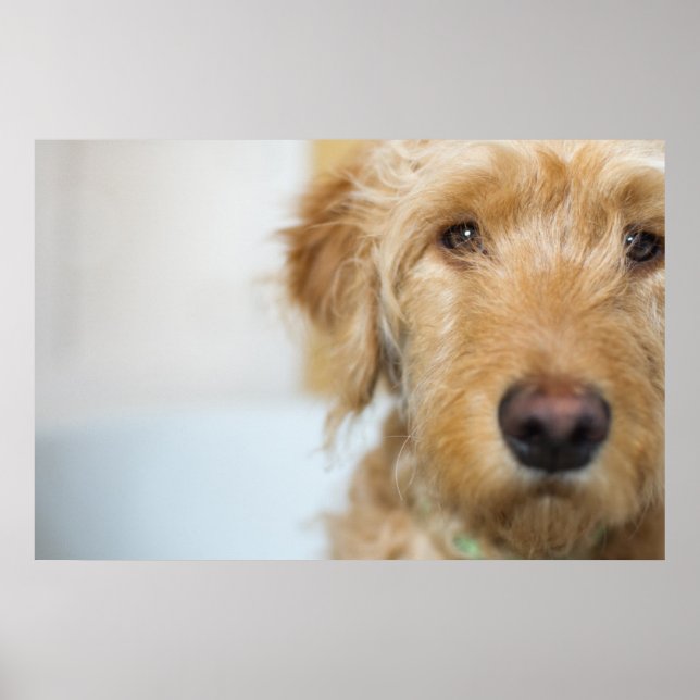 Póster Goldendoodle Puppy Closeup (Frente)