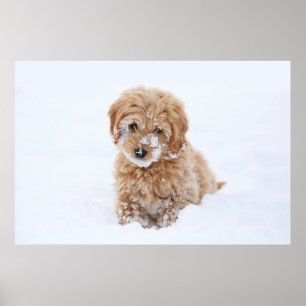 Póster Goldendoodle Puppy Con Nieve En La Cara