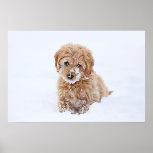 Póster Goldendoodle Puppy Con Nieve En La Cara (Frente)