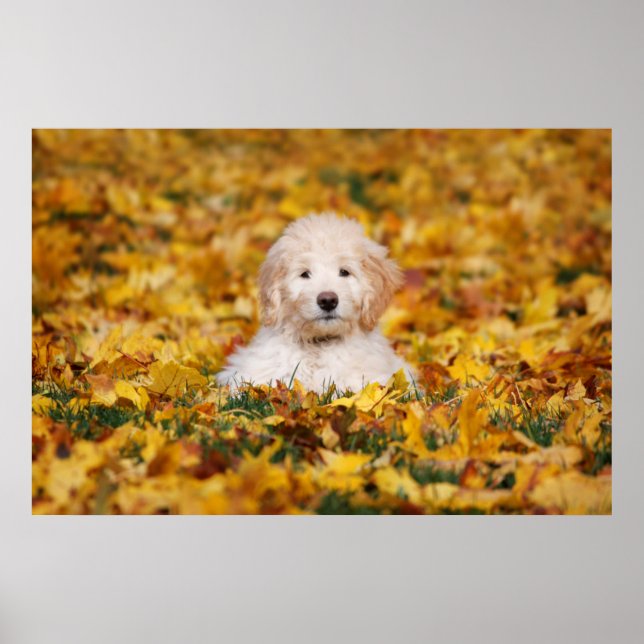 Póster Goldendoodle Puppy En Hojas Caídas (Frente)