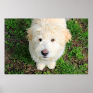 Póster Goldendoodle Puppy Mirando La Cámara
