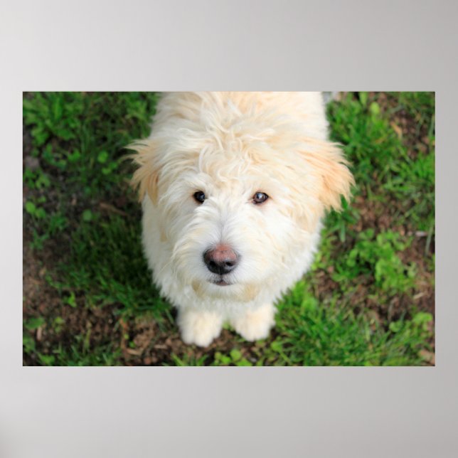 Póster Goldendoodle Puppy Mirando La Cámara (Frente)