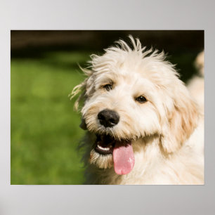 Póster Goldendoodle Puppy Panting