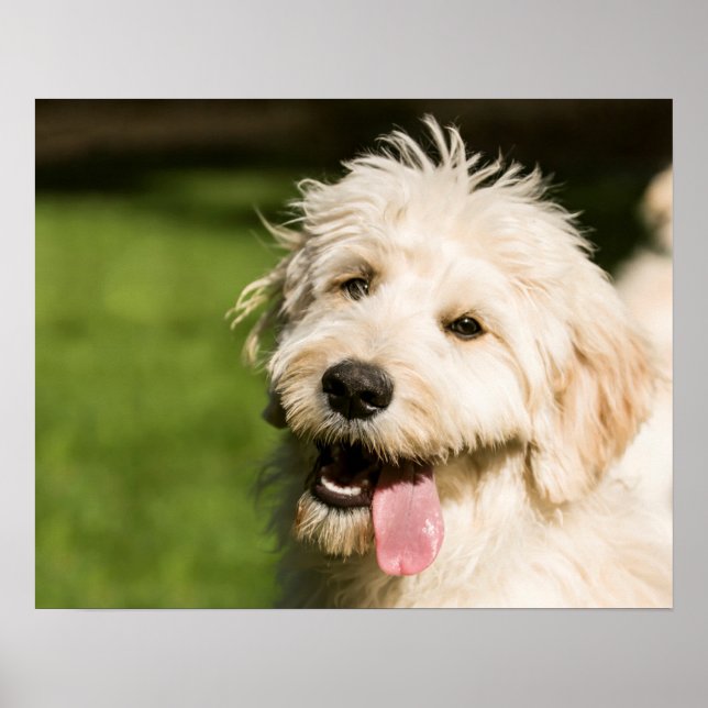 Póster Goldendoodle Puppy Panting (Frente)