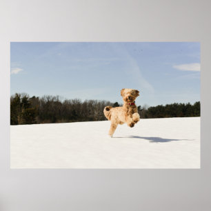 Póster Goldendoodle Running Through Field