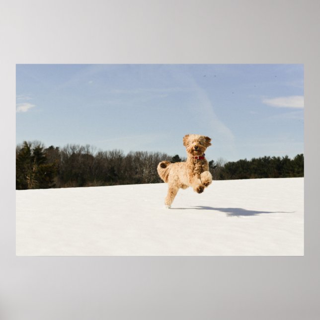 Póster Goldendoodle Running Through Field (Frente)
