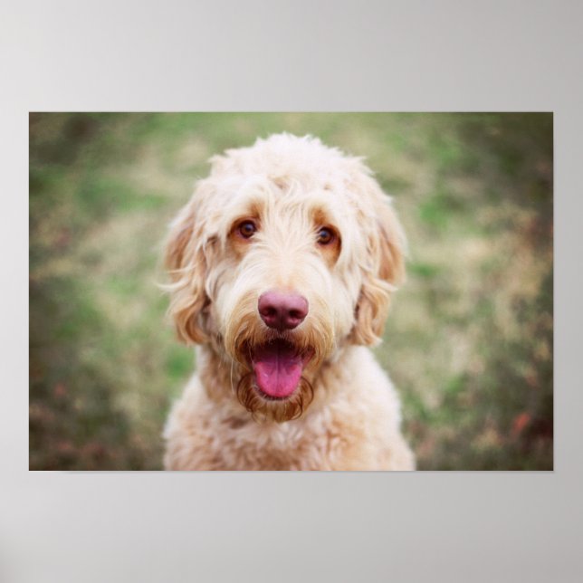 Póster Goldendoodle Smiling (Frente)
