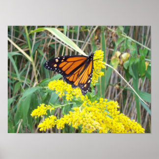 Póster Goldenrod con mariposa