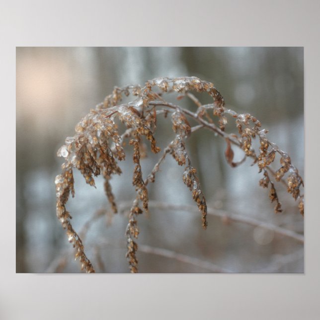 Póster Goldenrod Después De La Naturaleza De La Tormenta  (Frente)