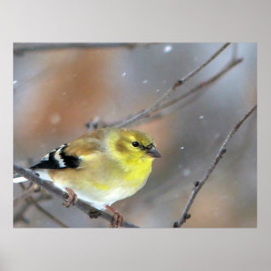 Póster Goldfinch