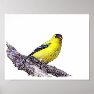 Póster Goldfinch