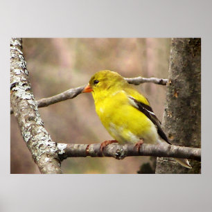 Póster Goldfinch