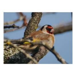 Poster Goldfinch