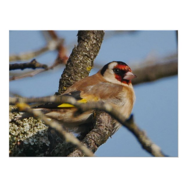 Poster Goldfinch (Anverso)