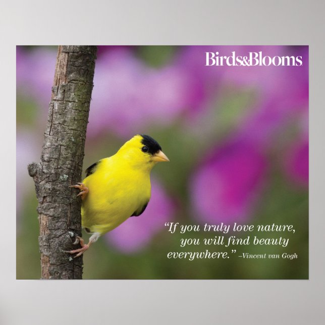 Póster Goldfinch (Frente)