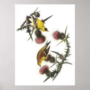 Póster Goldfinch americano