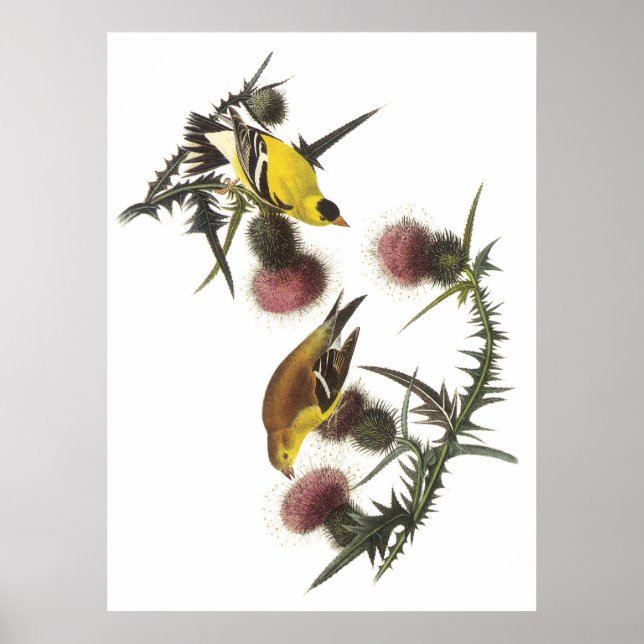 Póster Goldfinch americano (Frente)