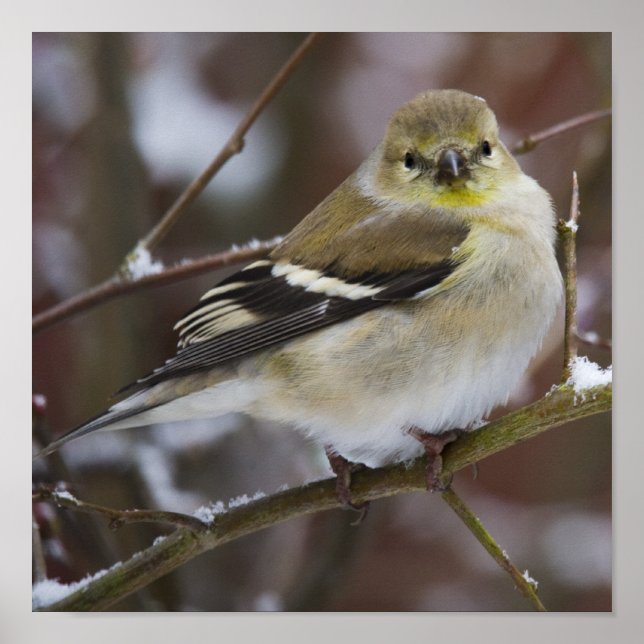 Póster Goldfinch americano (Frente)