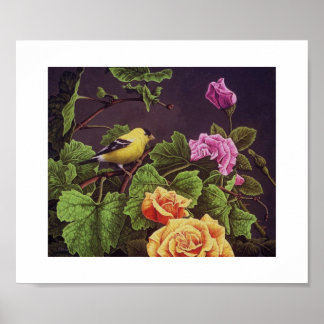 Póster Goldfinch americano