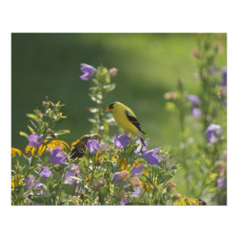 Póster Goldfinch en una flor harebell
