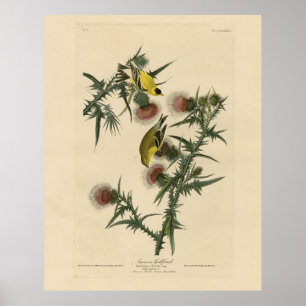 Póster Goldfinch estadounidense de los pájaros de Estados