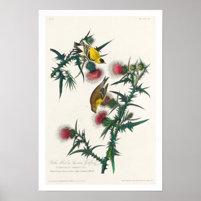 Póster Goldfinch estadounidense por Audubon (Frente)