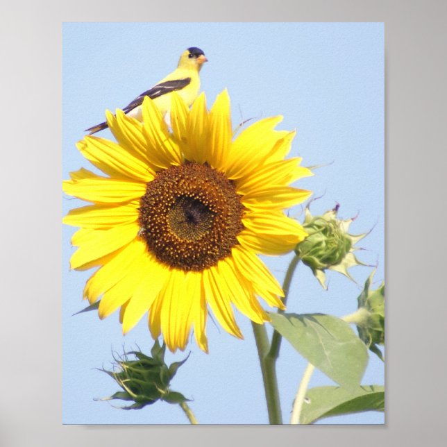 Póster Goldfinch estadounidense sobre el girasol (Frente)