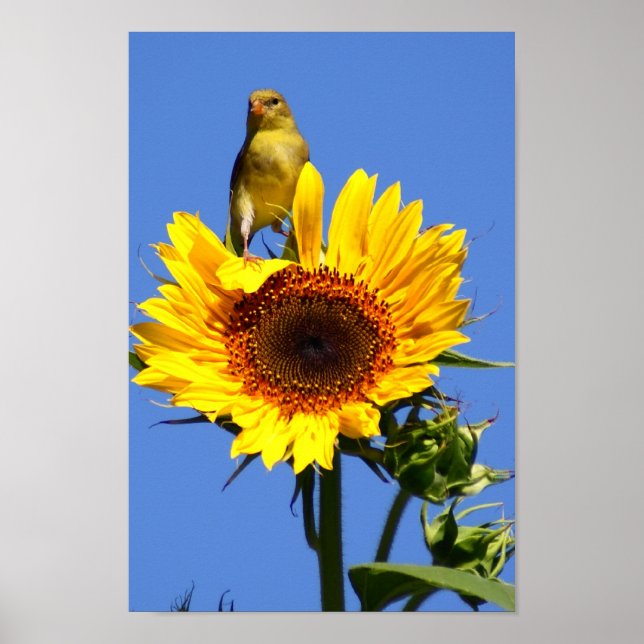 Póster Goldfinch estadounidense sobre el girasol (Frente)