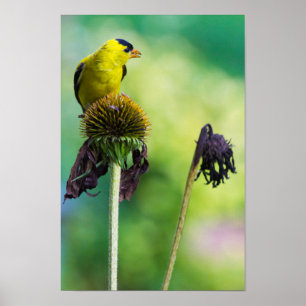 Póster Goldfinch por encima de la flor de cono