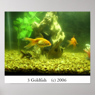 Póster Goldfish 3