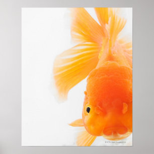 Póster Goldfish anaranjado del lionhead (auratus del