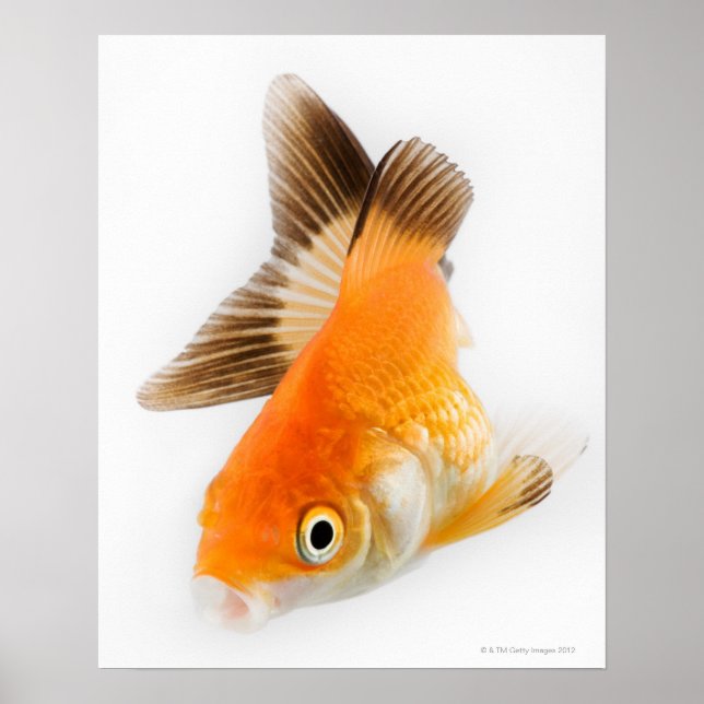 Póster Goldfish (Carassius auratus) (Frente)