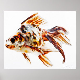 Póster Goldfish del cometa de la cola de milano del