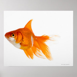 Póster Goldfish, vista lateral