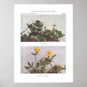 Póster Goldthread - Coptis trifolia