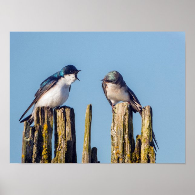 Póster Golondrina bicolor macho y hembra (Frente)